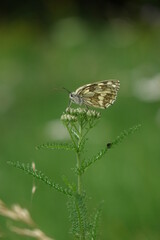 butterfly on a leaf on a green background