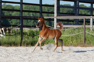 Young pretty arabian horse foal runs and frolics summer background