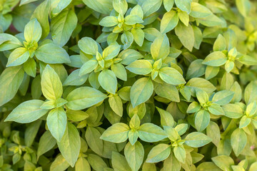 Young plants of green basil. Sweet basil leaves.
