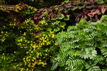 Colourful plants in the garden at Erddig