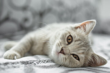 cat, animal, kitten, pet, feline, domestic, fur, pets, kitty, eyes, cute, mammal, nature, animals, eye, tabby, furry, hair, looking, ears, whiskers, cats, head, baby, shorthair, White cat, gray cat