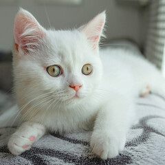 cat, animal, kitten, pet, feline, domestic, fur, pets, kitty, eyes, cute, mammal, nature, animals,...