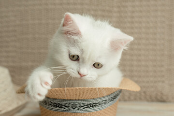 cat, animal, kitten, pet, feline, domestic, fur, pets, kitty, eyes, cute, mammal, nature, animals,...