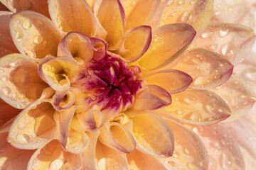 Detail closeup of a creme colored dahlia blossom with dew drops on the petals.