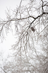 Ice on a Tree