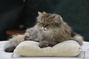 chats persan