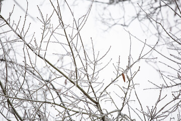 Ice on a Tree