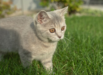 cat, animal, kitten, pet, feline, domestic, fur, pets, kitty, eyes, cute, mammal, nature, animals, eye, tabby, furry, hair, looking, ears, whiskers, cats, head, baby, shorthair, White cat, gray cat
