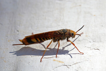 Female giant woodwasp, Urocerus gigas. Macro photo, selective focus.