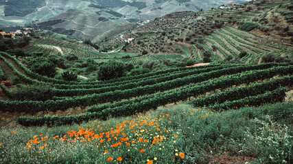 View of the Douro Valley, vineyards are on a hills, Portugal.