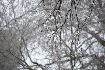 Fototapeta na wymiar Ice Hanging from a Tree
