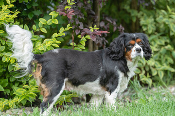 dog , tri - colored dog , cavalier king  Carlies spaniel, cavalier king  Carlies spaniel tri - colored, mediumsized dog,dog on nature, cute dog, dog photoshoot