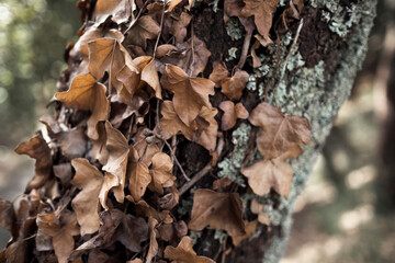 Texture tree bark and fallen Autumn leaves.