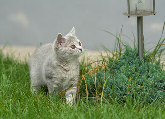 cat, animal, kitten, pet, feline, domestic, fur, pets, kitty, eyes, cute, mammal, nature, animals,...