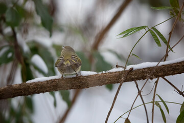 Male Ruby-Crowned Kinglet in the Snow