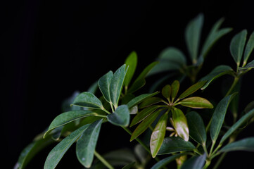 macro photo of umbrella tree houseplant leaves against black background