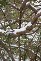 Snowy Vine over a Snow-Covered Ground