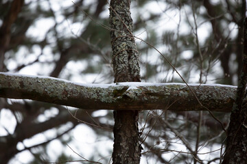 Snow-Covered Tree Limbs