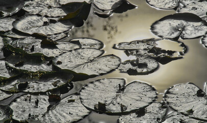 Das Funkeln der Seerosen © Thomas