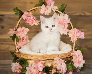 cat, animal, kitten, pet, feline, domestic, fur, pets, kitty, eyes, cute, mammal, nature, animals,...