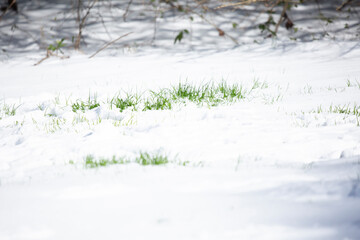 Green Grass Poking Out from Snow