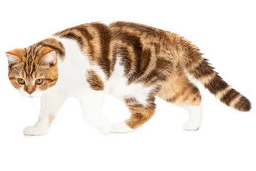 Cat walk side view isolated on white. Beautiful cat red marble color