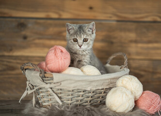 cat, animal, kitten, pet, feline, domestic, fur, pets, kitty, eyes, cute, mammal, nature, animals,...