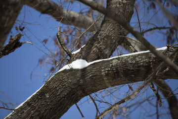 Snow on a Tree