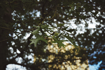 Close up of a tree branch with leaves