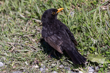 European Blackbird