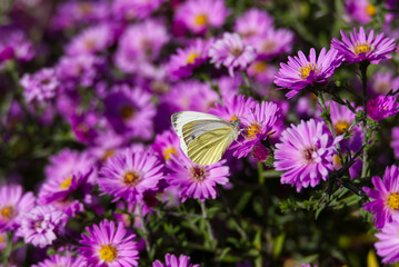 Green-veined white butterfly (pieris napi) perched on a pink spanish daisy in Zurich, Switzerland