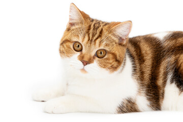 Obraz premium Cute cat lying isolated on white. Beautiful cat lie down looking in camera. British Shorthair closeup with interesting look and big eyes