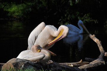 Pelican family