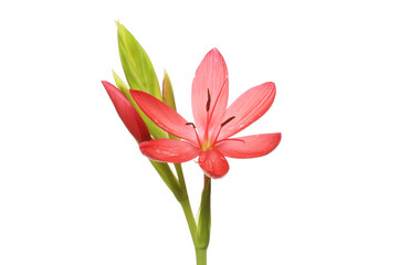 River lily flower