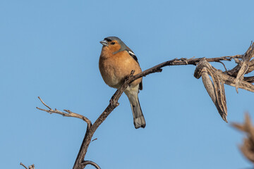 Chaffinch European Finch Bird