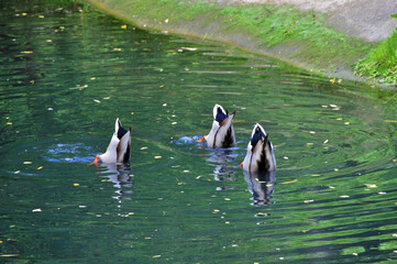 Synchronized swimming ducks