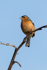 Chaffinch European Finch Bird