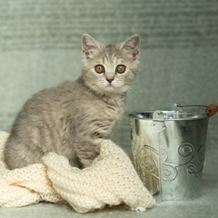 cat, animal, kitten, pet, feline, domestic, fur, pets, kitty, eyes, cute, mammal, nature, animals,...