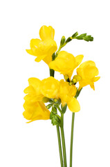 Yellow freesia flowers - obrazy, fototapety, plakaty