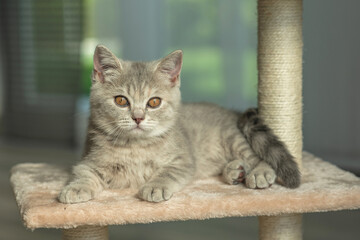cat, animal, kitten, pet, feline, domestic, fur, pets, kitty, eyes, cute, mammal, nature, animals,...