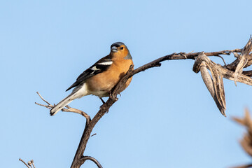 Chaffinch European Finch Bird