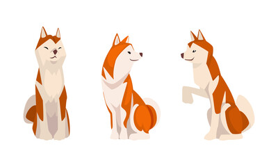 Shiba Inu as Japanese Breed of Hunting Dog with Prick Ears and Curled Tail in Sitting Pose Vector Set