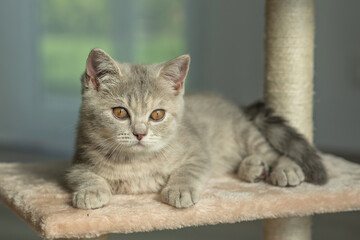 cat, animal, kitten, pet, feline, domestic, fur, pets, kitty, eyes, cute, mammal, nature, animals,...
