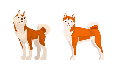 Shiba Inu as Japanese Breed of Hunting Dog with Prick Ears and Curled Tail in Standing Pose Vector Set