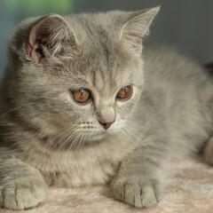 cat, animal, kitten, pet, feline, domestic, fur, pets, kitty, eyes, cute, mammal, nature, animals,...
