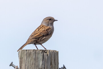 Dunnock Hedge Sparrow