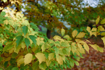 autumn leaves background