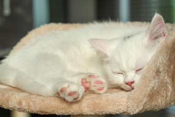 cat, animal, kitten, pet, feline, domestic, fur, pets, kitty, eyes, cute, mammal, nature, animals,...
