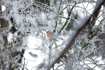 Majestic American Robin on Icy Branch