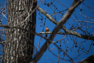 Majestic American Robin